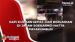 Sapi Kurban Lepas dan Berlarian di Jalan Soekarno-Hatta Payakumbuh