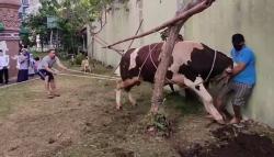 Heboh, Sapi Kurban Berbobot 1 Ton Milik Bupati Cirebon Ngamuk saat Akan Dipotong<