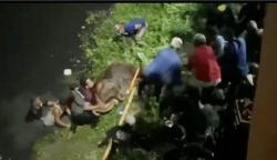 Dramatis, Evakuasi Sapi Kurban Tercebur ke Sungai saat Hendak Diturunkan dari Truk