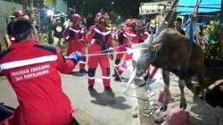 Sapi di Makassar Ngamuk, Kabur Lalu Terperosok ke Parit