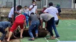 Sapi Kurban di Jambi Disembelih Langsung oleh Ustaz dari Kader Perindo 