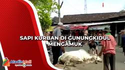 Sapi Kurban di Gunungkidul Mengamuk
