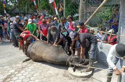 Warga Randusari Sleman Kewalahan Sembelih Sapi Kurban Presiden Jokowi