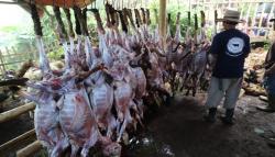 Di Tengah Wabah PMK, Warga Sekampung di Garut Berkurban 800 Ekor Domba