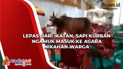 Lepas dari Ikatan, Sapi Kurban Ngamuk Masuk ke Acara Nikahan Warga