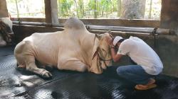Dedi Mulyadi Nangis saat Melepas Sapi-Sapi di Kandang untuk Kurban