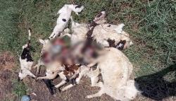 Ngeri, Belasan Kambing Ternak di Indramayu Tercabik dan Mati Misterius