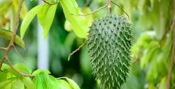 5 Manfaat Daun Sirsak Perlu Diketahui, Ternyata Ampuh Atasi Diabetes dan Kanker
