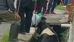Viral, Sapi Kurban di Lembang KBB Ngamuk hingga Tercebur ke Selokan 