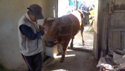 Cerita Warga Desa Batur Banjarnegara Iuran Rp5.000 selama 1 Tahun untuk Beli Sapi Kurban