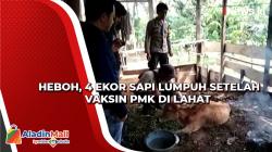 Video 4 Ekor Sapi Lumpuh Setelah Vaksin PMK di Lahat