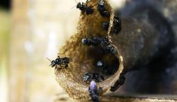 Wisata Madu di Hutan Kota Srengseng, Lebah Tanpa Sengat Aman bagi Pengunjung