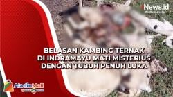 Ngeri, Belasan Kambing Ternak di Indramayu Mati Misterius dengan Tubuh Penuh Luka