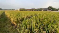 Tingkatkan Produksi Padi, Pemkab Siapkan BUMD untuk Kestabilan Pangan Bojonegoro