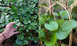 Manfaat Daun Binahong, Cara Mengobati Panas Dalam yang Tak Kunjung Sembuh 