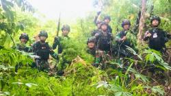 Satgas Pamtas TNI Temukan 5 Hektare Ladang Ganja di Perbatasan RI-Papua Nugini