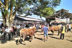 Kasus Hewan Ternak di Sleman yang Terpapar Cacing Hati Melonjak 