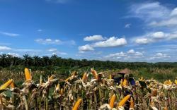 Petani Muara Enim Raih Penghasilan Tambahan di Lahan Sawit