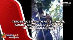 Terjebak 2 Hari di Atas Pohon, Kucing Berhasil Dievakuasi Tim Damkar Medan
