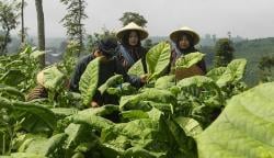 Keluh Kesah Petani Tembakau di KBB, Ongkos Angkut Bengkak Gegara Harga BBM Naik<