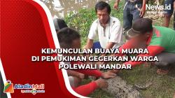 Kemunculan Buaya Muara di Pemukiman Gegerkan Warga Polewali Mandar, Begini Penampakannya