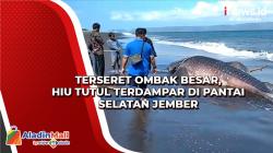 Terseret Ombak Besar, Hiu Tutul Terdampar di Pantai Selatan Jember
