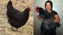 8 Ayam Terbesar di Dunia Berdasarkan Jenisnya: Nomor 6 Bikin Takut Nyembelih!