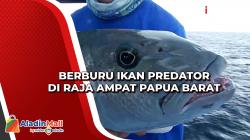 Berburu Ikan Predator di Raja Ampat Papua Barat