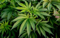 Polisi Tangkap 2 Pengedar Narkoba di Karawang dan Bekasi, Pelaku Punya 36 Pohon Ganja<