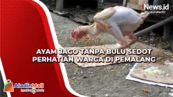 Ayam Jago Tanpa Bulu Sedot Perhatian Warga di Pemalang