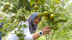 Asyiknya Mengunjungi Objek Wisata Petik Jeruk di Blora, Bisa Mencicipi Sepuasnya