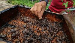 Sekolah Alam Ini Mampu Hasilkan 40 Liter Madu Kelulut