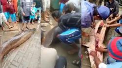 Heboh 3 Ikan Raksasa Arapaima Ditemukan di Lokasi Banjir Garut, Habis Disantap Warga