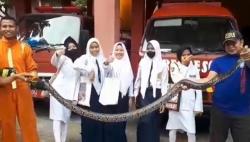 Ular Sanca Bikin Resah Warga Tarakan, Nyaris Patuk Pelajar Pulang Sekolah