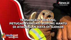 Tersangkut Benang, Petugas Evakuasi Burung Hantu di Atas Jalan Raya di Sleman