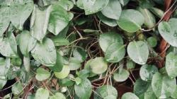 5 Manfaat Daun Binahong untuk Kesehatan, Bisa Cegah Penyakit Jantung