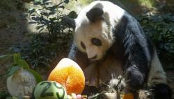 An An, Panda Jantan Tertua di Dunia Mati