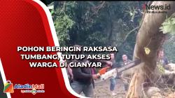 Pohon Beringin Raksasa Tumbang, Tutup Akses Warga di Gianyar