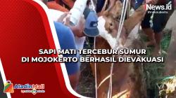 Sapi Mati Tercebur Sumur di Mojokerto Berhasil Dievakuasi