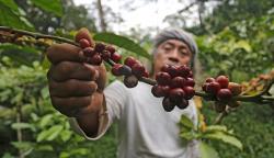 Kopi Terbaik di Sumatera Utara yang Wajib Kalian Coba