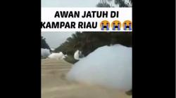 Viral Gumpalan Mirip Awan Jatuh di Kebun Sawit Kampar, Faktanya Bikin Kaget