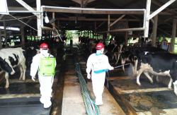 5.529 Ternak Terpapar PMK, Sleman Galakkan Disifektan dengan EcoEnzym<