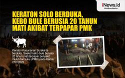 Infografis Kebo Bule Keraton Solo Mati akibat Terpapar PMK