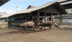  Satu Kerbau Kesayangan Paku Buwono Mati, 7 Kebo Bule Positif PMK Jalani Isolasi Terpisah