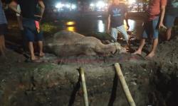  Kebo Bule Mati akibat PMK, Gusti Moeng: Kondisi Lemas, Kuku Mulut Luka dan Hidung Berliur