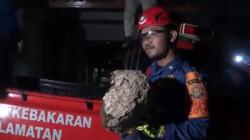 Tawon Vespa Teror Warga Nagri Tengah Purwakarta, Petugas Damkar Bertindak<