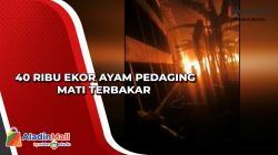40 Ribu Ekor Ayam Pedaging Mati Terbakar