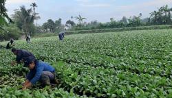 Gegara Harga Anjlok, Petani Sukabumi Biarkan Tanaman Sawi 30 Hektare Membusuk 