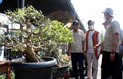 237 Pohon Kerdil Ikut Festival Bonsai dan Exhibition Bumi Wiralodra Indramayu 2022<