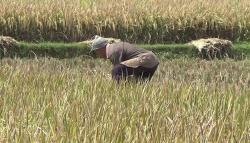 Wereng Terjang Persawahan saat Harga Gabah Anjlok, Petani Purwakarta Menjerit